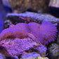 Amethyst Mist Mushroom Coral