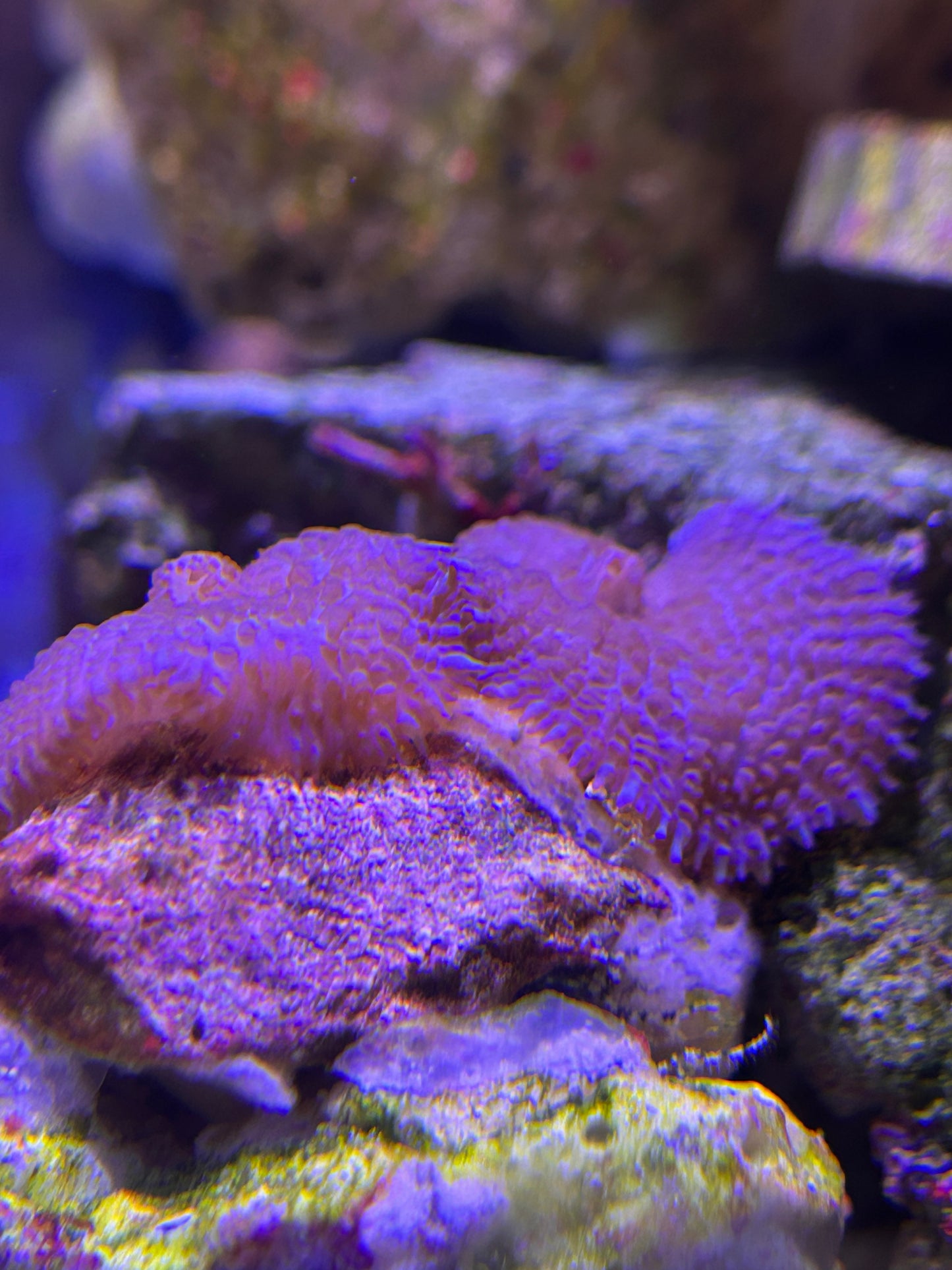 Amethyst Mist Mushroom Coral