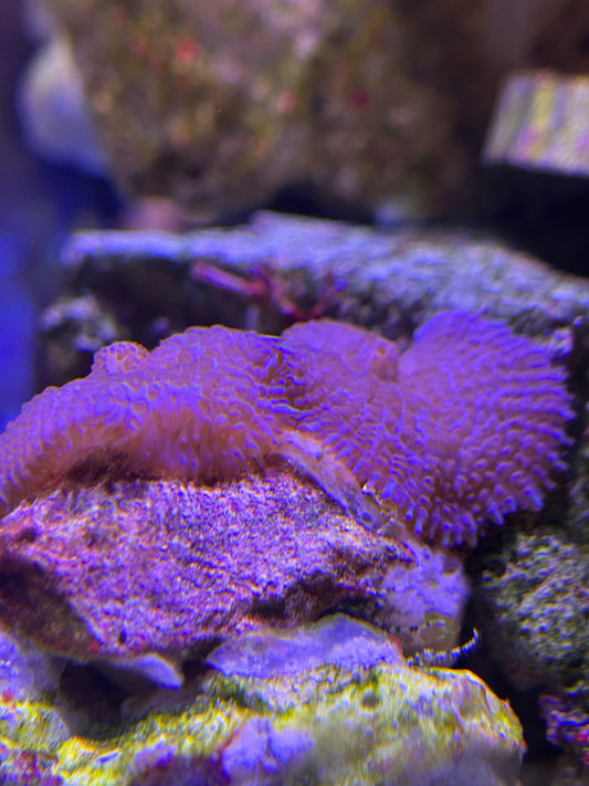 Amethyst Mist Mushroom Coral
