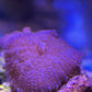 Amethyst Mist Mushroom Coral