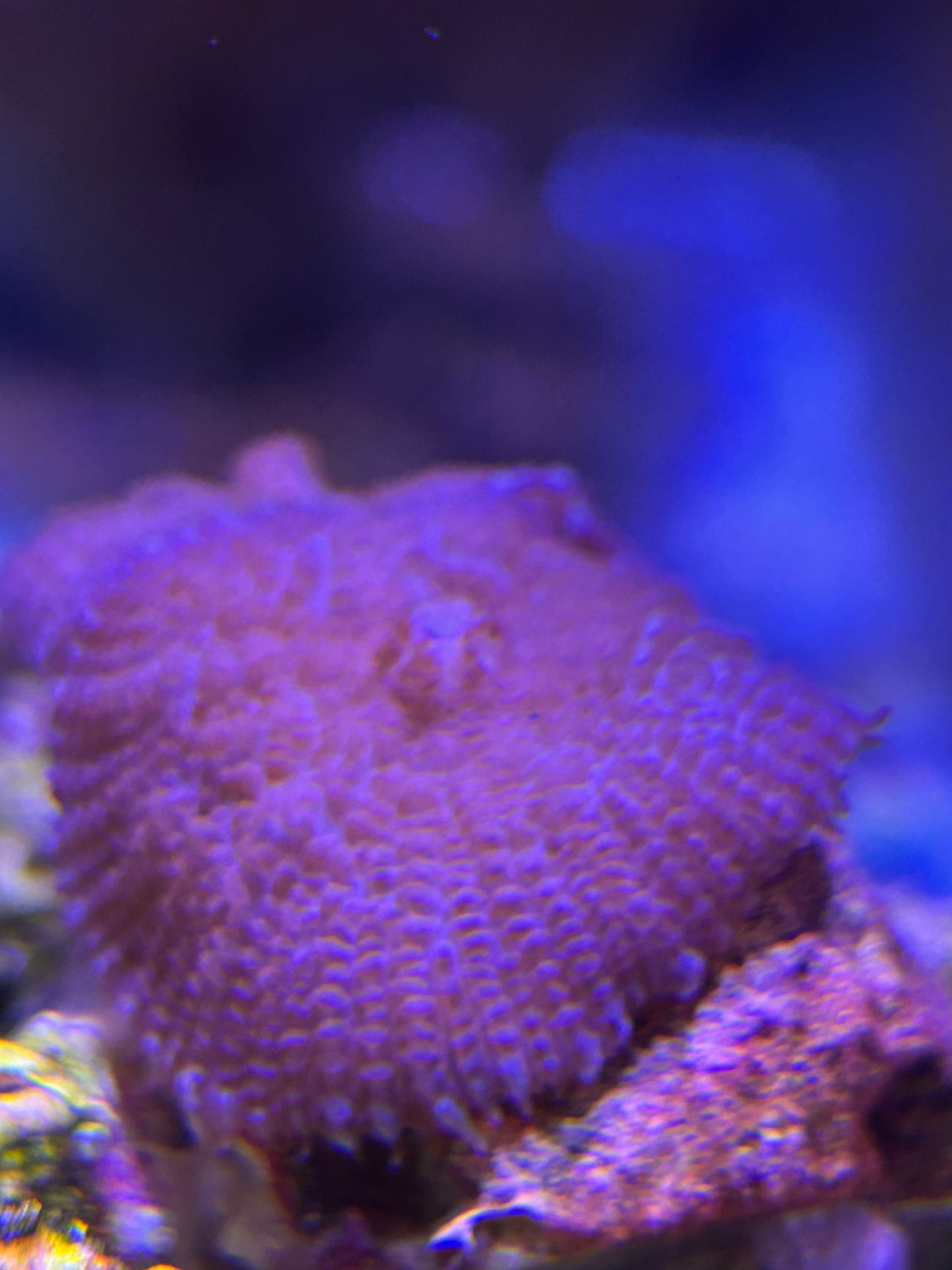 Amethyst Mist Mushroom Coral