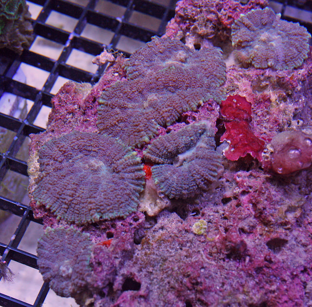 Amethyst Mist Mushroom Coral