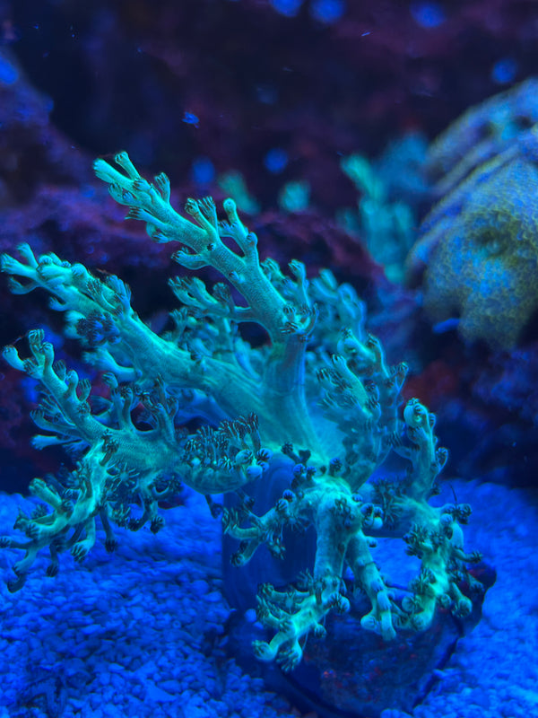 Neon Green Kenya Tree Leather