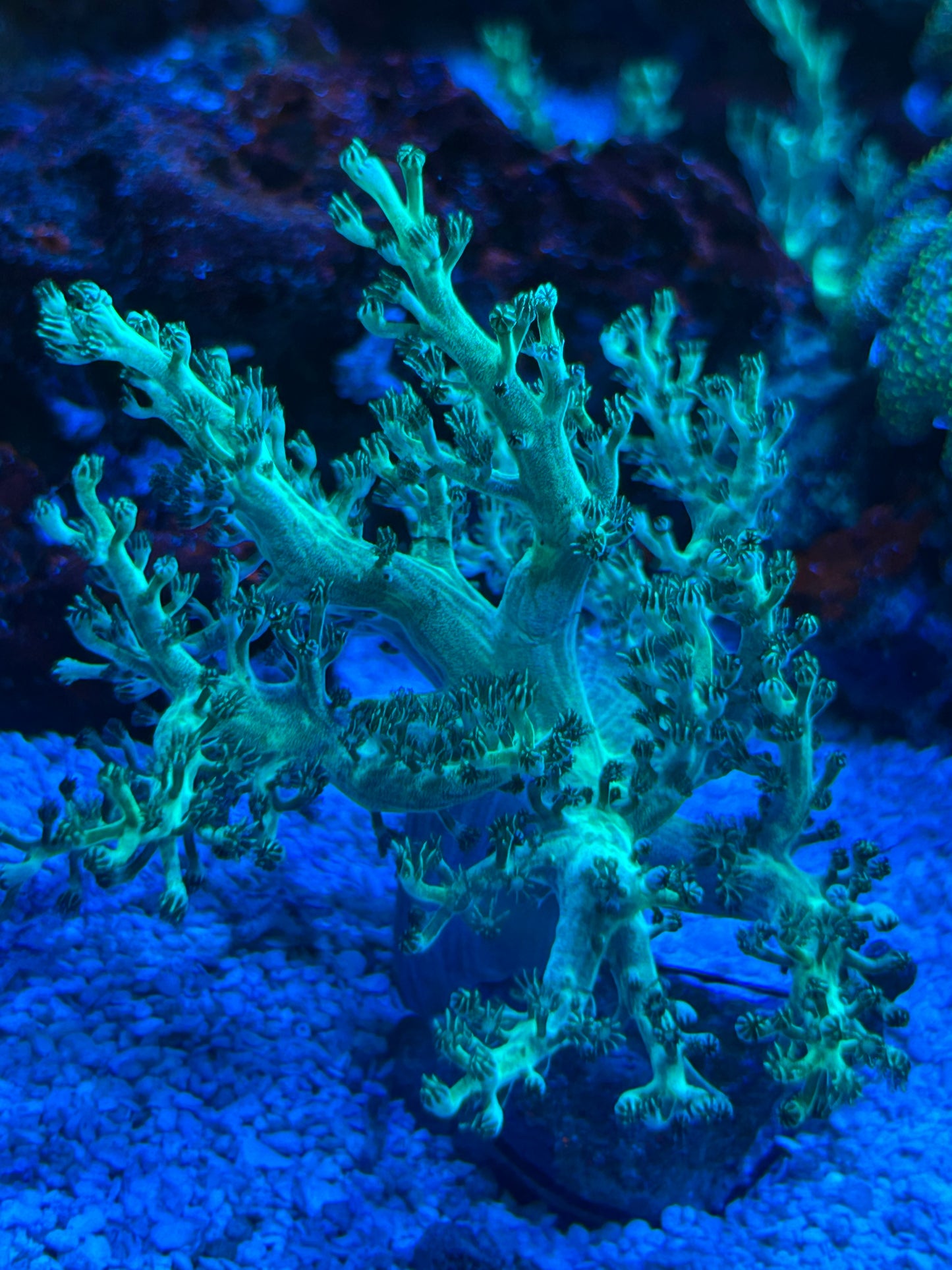 Neon Green Kenya Tree Leather