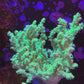Neon Green Sinularia Leather Coral