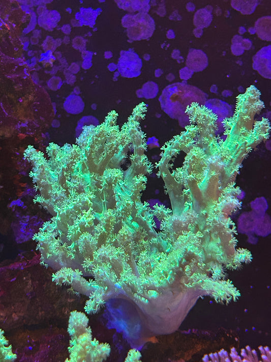 Neon Green Sinularia Leather Coral