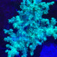 Neon Green Sinularia Leather Coral