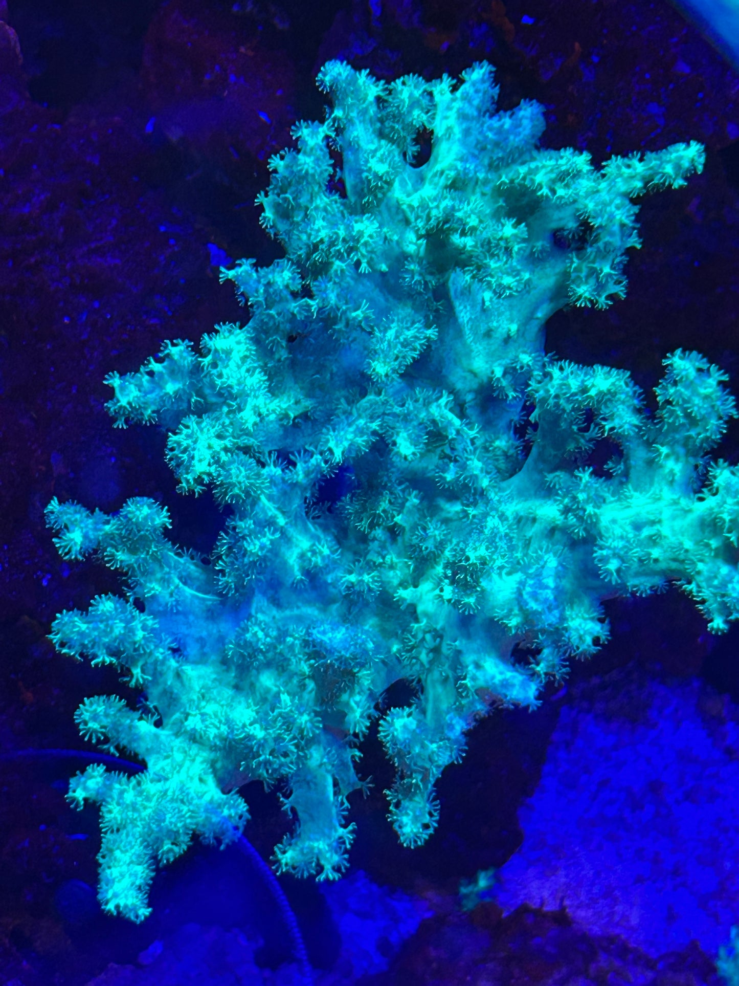 Neon Green Sinularia Leather Coral