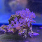 Pulsing Xenia Coral