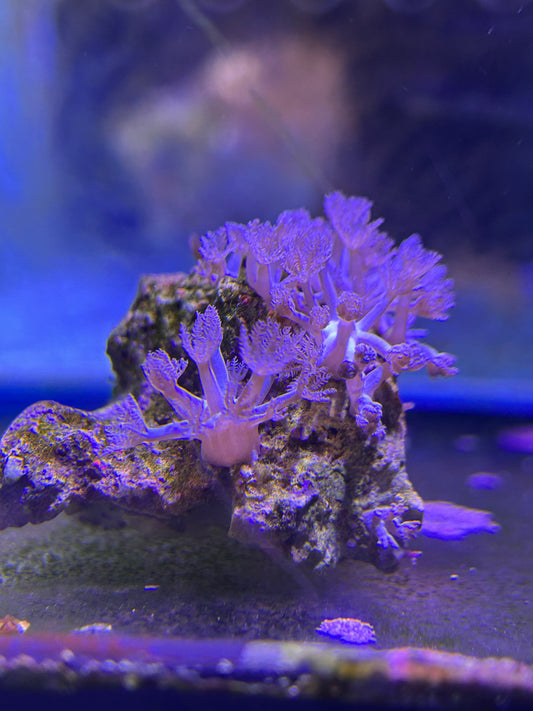 Pulsing Xenia Coral