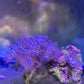 Pulsing Xenia Coral