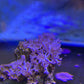 Pulsing Xenia Coral