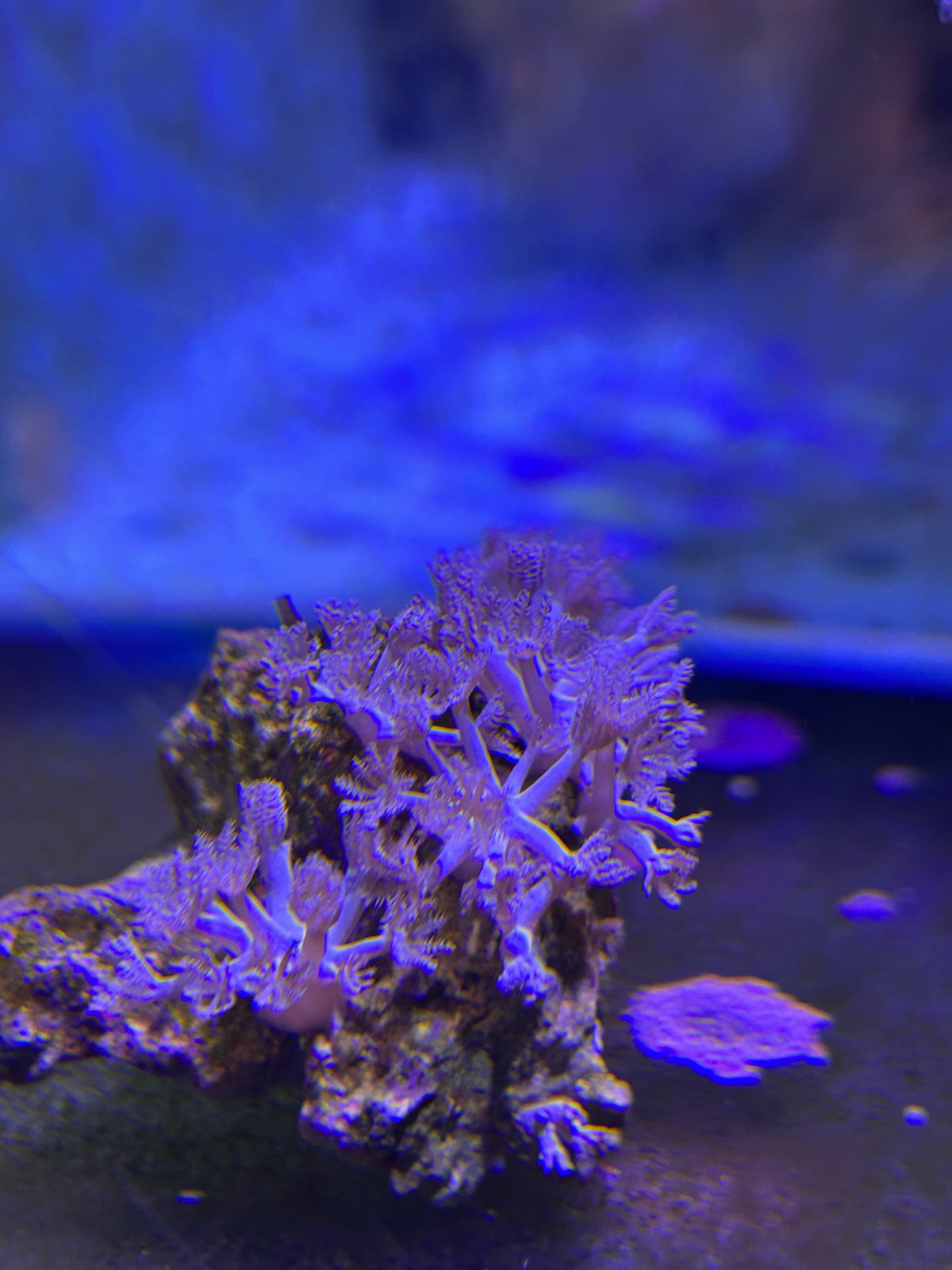 Pulsing Xenia Coral