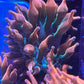 Rainbow Bubble Tip Anemone