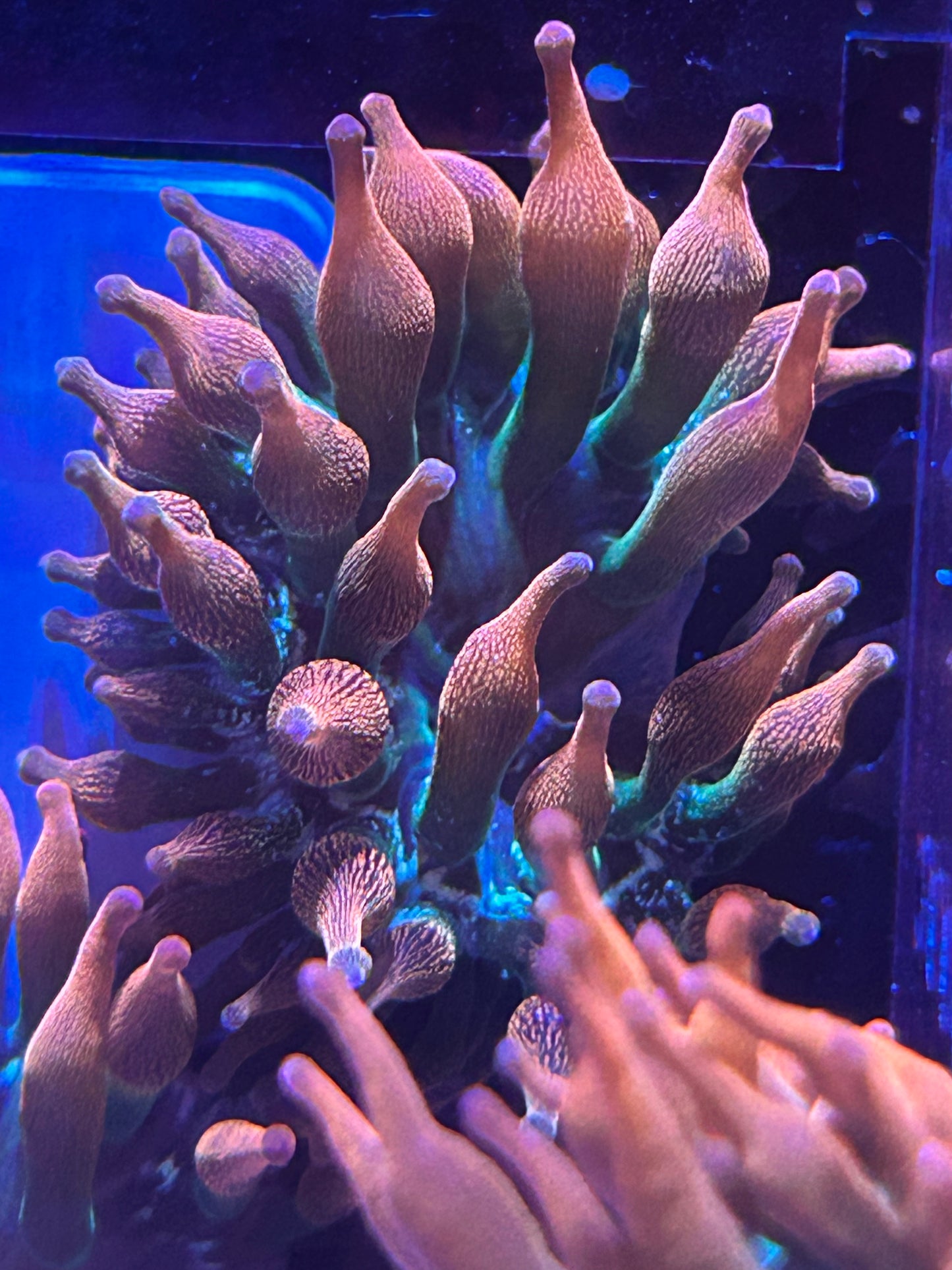 Rainbow Bubble Tip Anemone