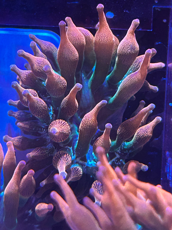 Rainbow Bubble Tip Anemone