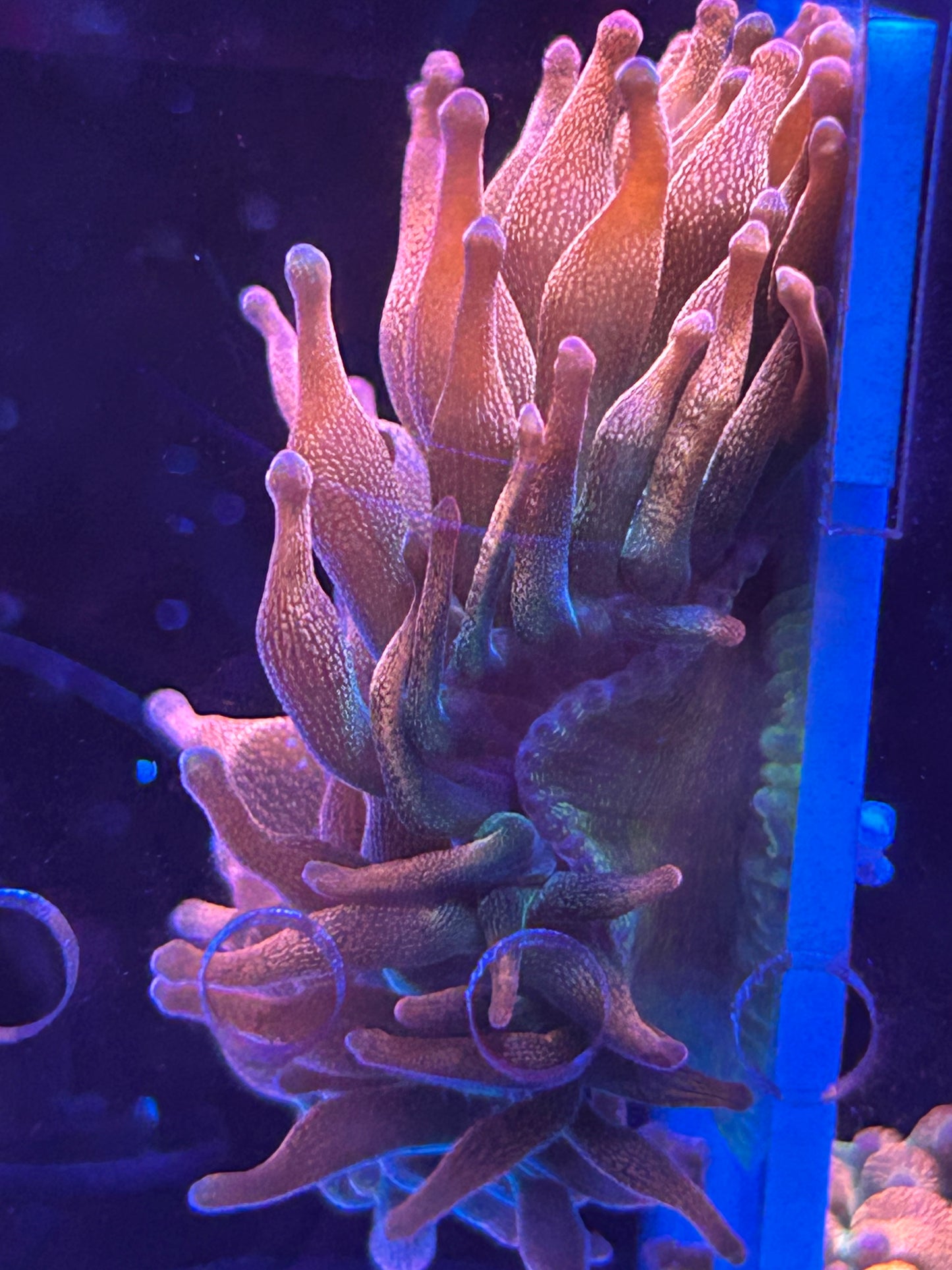 Rainbow Bubble Tip Anemone